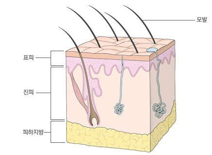 사진=네이버 지식백과
